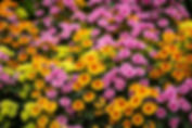 chrysanthemum-6648621_1280.jpg