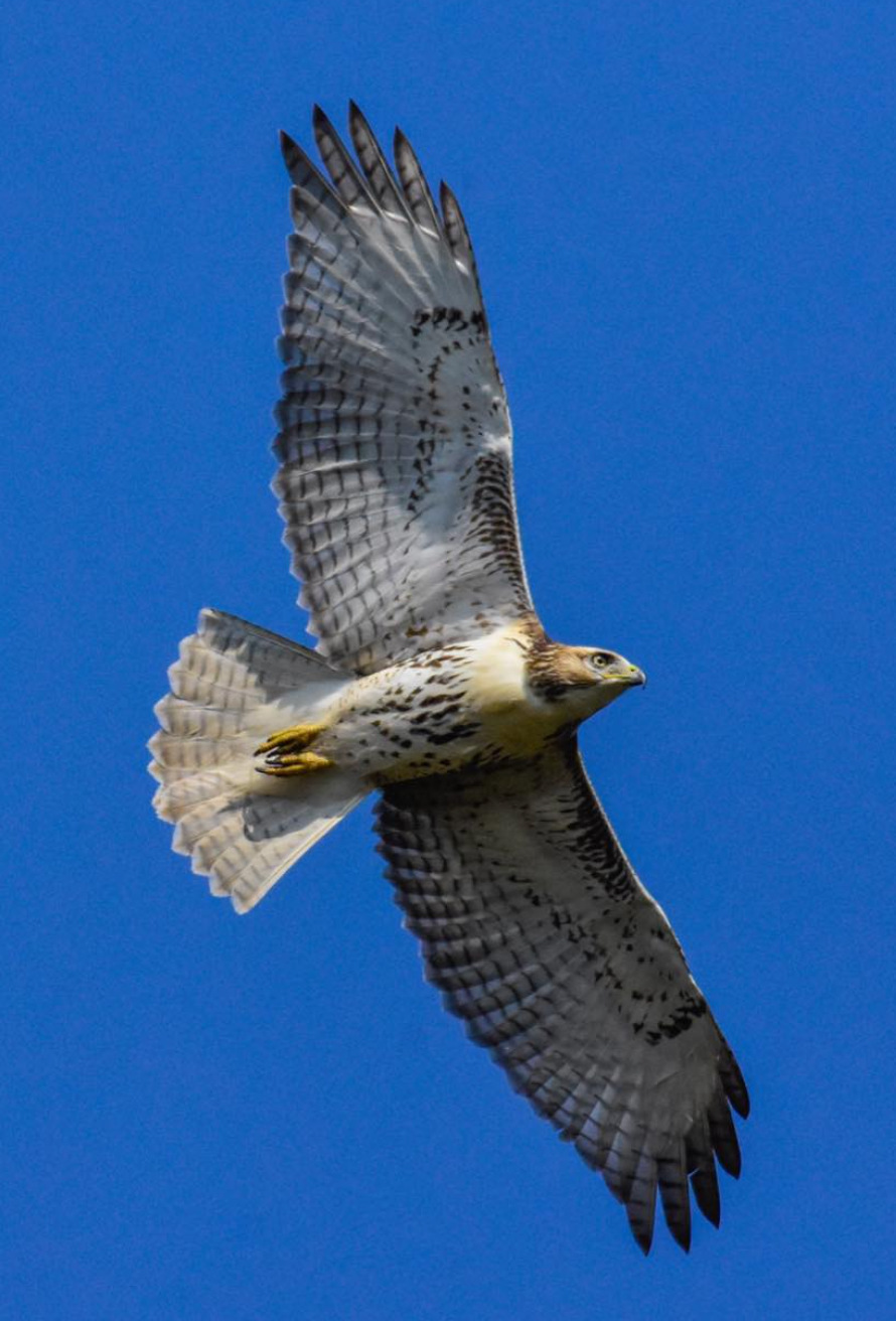 Hawk in flight