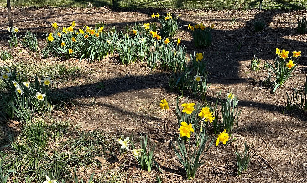 Daffodils in Greenwich Village