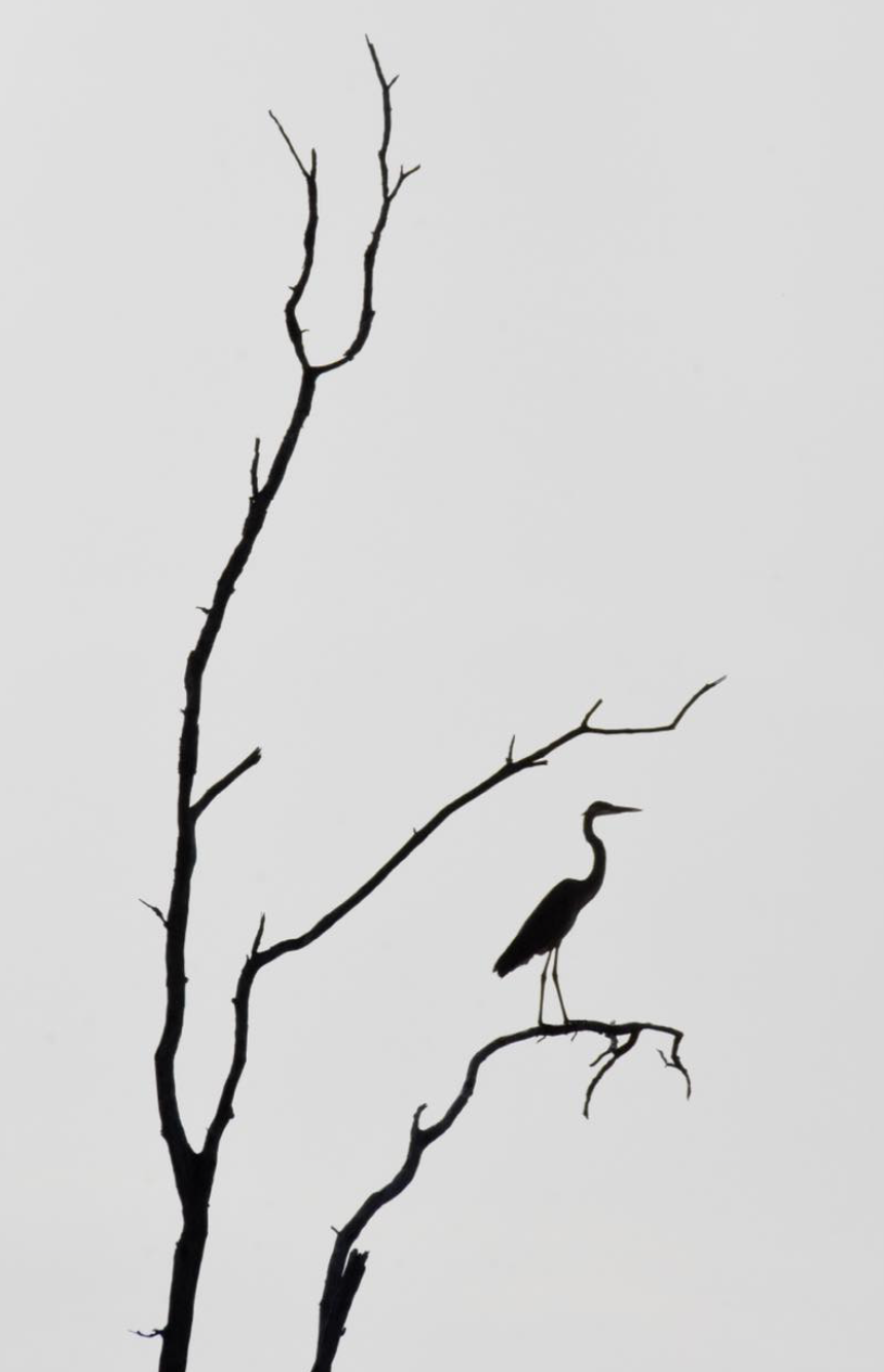silhouette of a heron in a tree