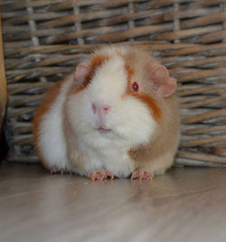 Welkom bij: Cavia stal en opvang!