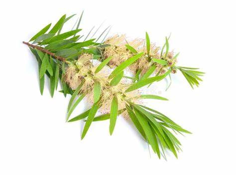 Tea Tree branch with blossoms