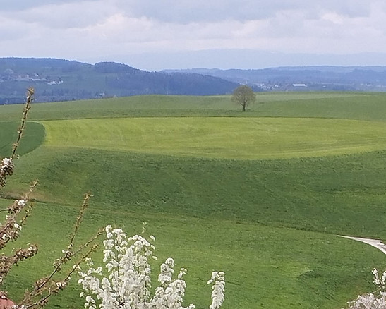 eine Landschaft mit blühenden Bäumen aus dem Laden tissu nature
