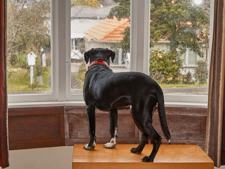 Jenny Harlow Separation Anxiety Dog Training Specialist