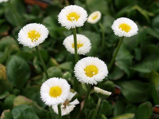 National Water a Flower Day