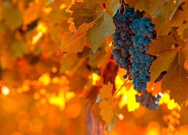 AdobeStock_23869786 (1).jpeg