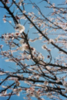 5_Spring2019_LuciaGaspari.jpeg