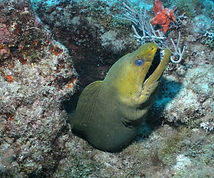 Green Moray Scuba Charters