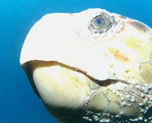 Loggerhead Turtle WPB Scuba