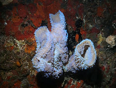 Wreck dives west palm beach