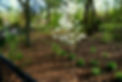 woodlaw8.jpg