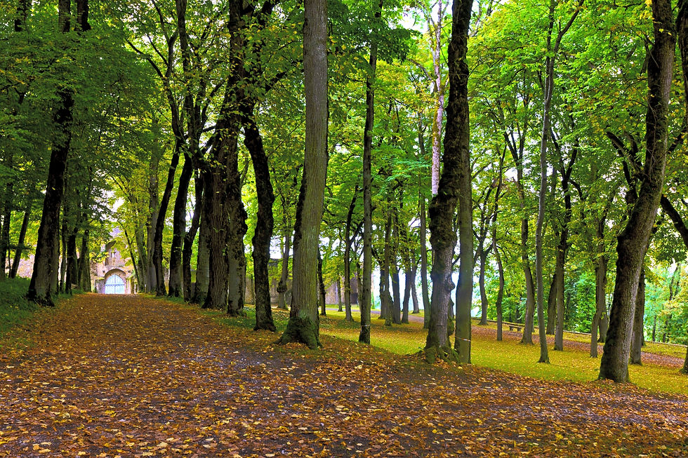 Allée ombragée du parc romantique du Château d’Arlay