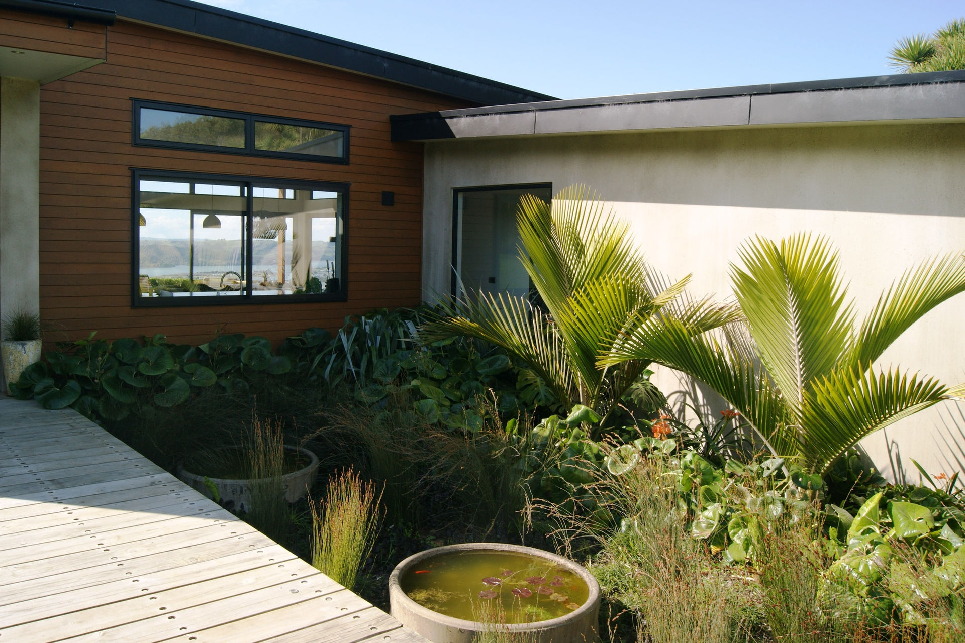 Modern cedar weatherboard and plaster finish home entrance in Te Hutewai Raglan featuring a timber boardwalk, circular water feature planters, native nikau palms, and tractor seat plants by For the Love of Landscape.