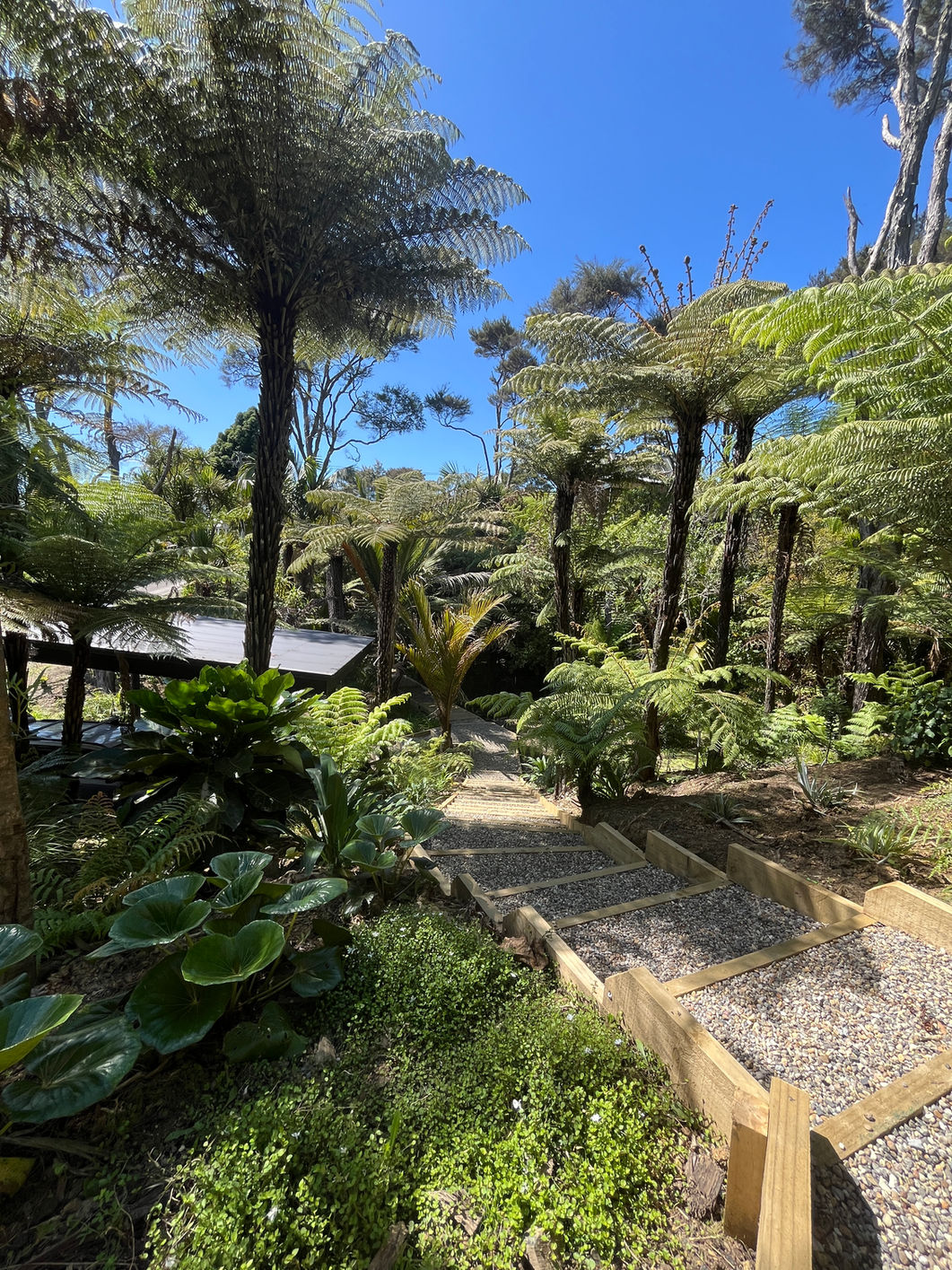 Terraced timber sleeper steps with gravel infill descending down a steep hillside bush section in Raglan by landscape architect Virginia Watt.