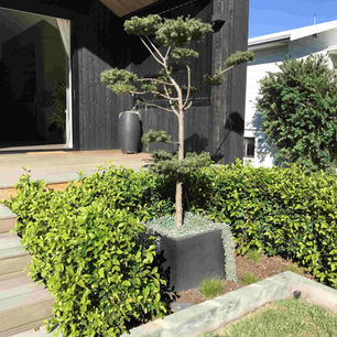 Close-up of a cloud-pruned topiary tree in a black square planter surrounded by a bright green hedge and grey timber deck steps against a dark wood house.