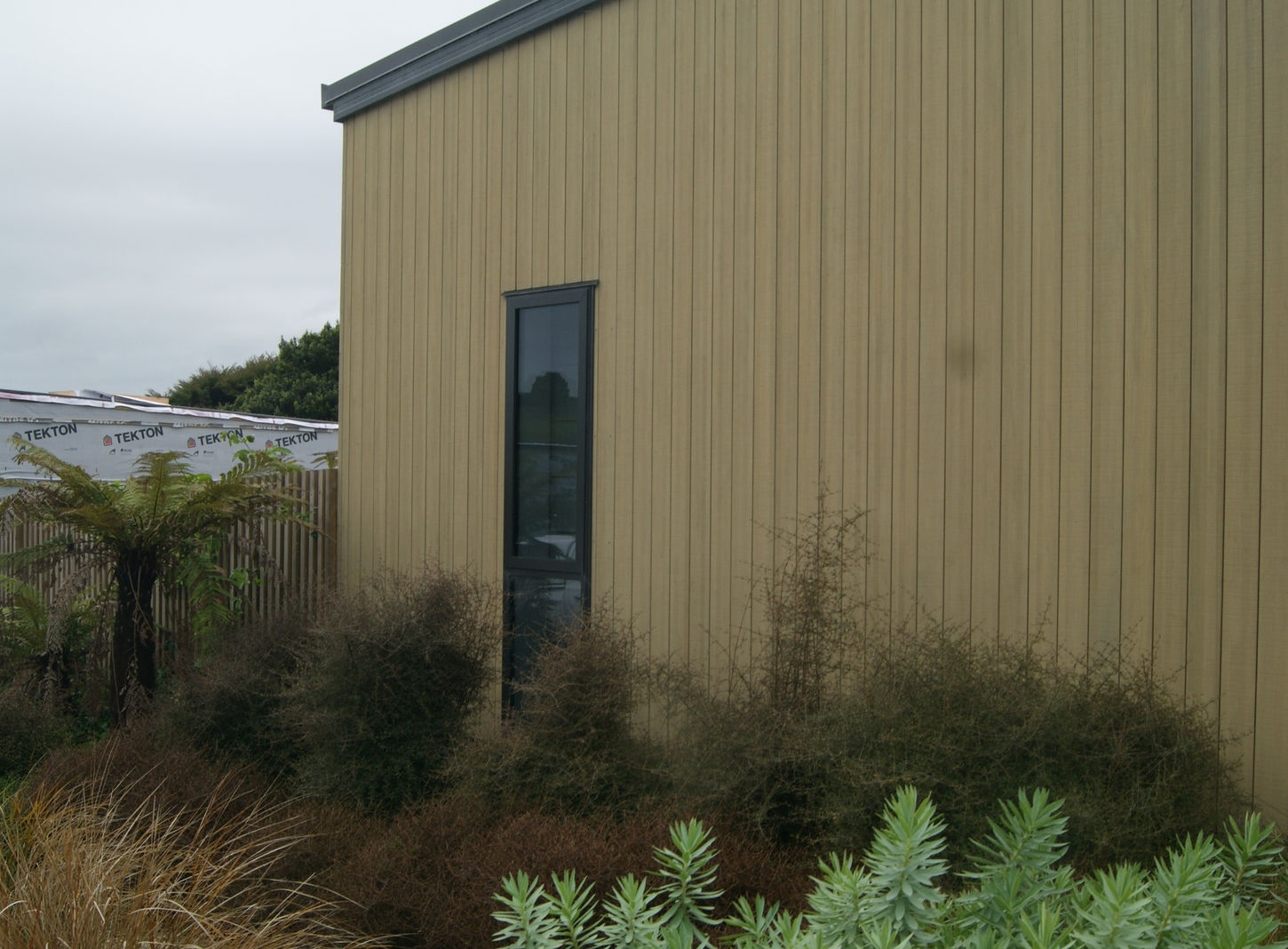 Architectural vertical timber wall framed by structured euphorbia mounds, copper divaricating shrubs, and a native ponga tree fern in Rangitahi Raglan by For the Love of Landscape.
