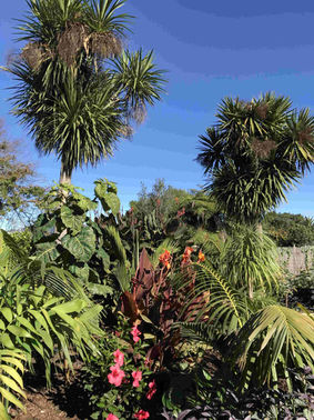 Lush coastal garden bed in Raglan with tall native cabbage trees, bright pink hibiscus flowers, orange canna lilies, and dense sub-tropical foliage under a blue sky.