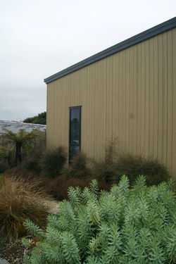 Architectural vertical timber wall framed by structured euphorbia mounds, copper divaricating shrubs, and a native ponga tree fern in Rangitahi Raglan by For the Love of Landscape.