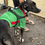 Thumbnail: Large Breed Mexico Home Soccer Pet Jersey