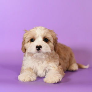 Adopted: Strudel