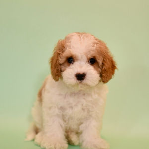 Adopted - Hank