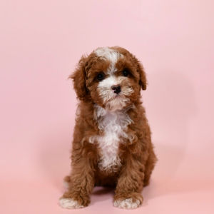 Available - Romy