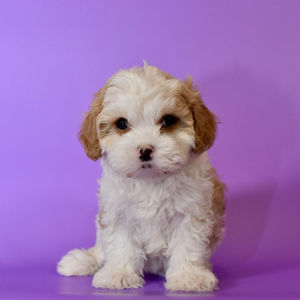 Adopted: Carlie