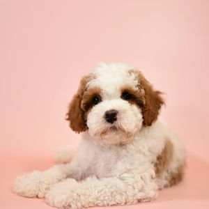Available - Rolo