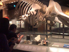 Educator’s Preview at Lee Kong Chian Natural History Museum
