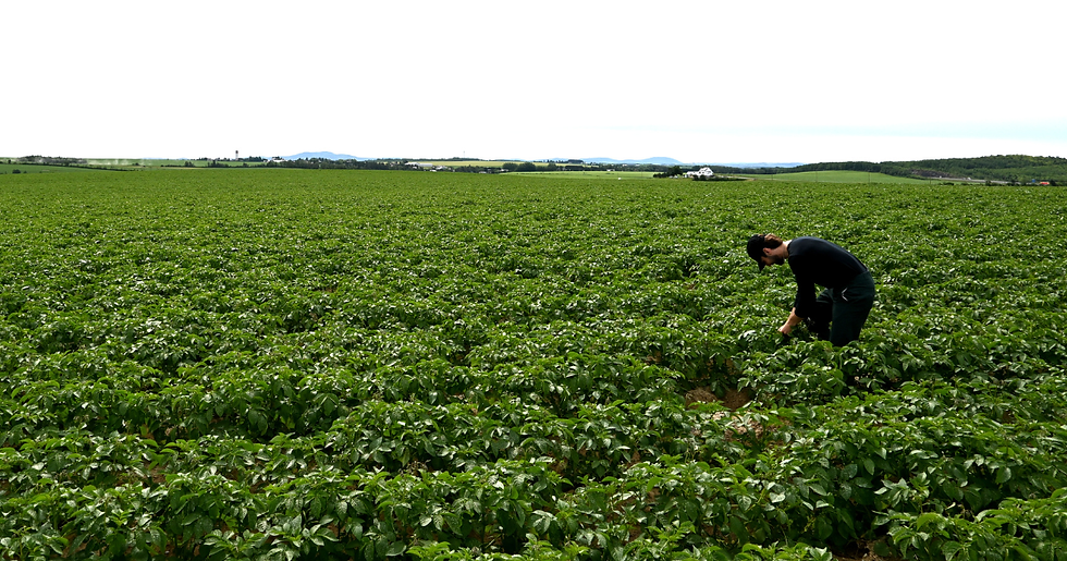 Top Mistakes Growers Make with Tissue Sampling (and How to Avoid Them)