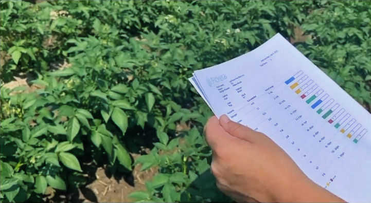 Plant tissue lab nutrient results of potato field