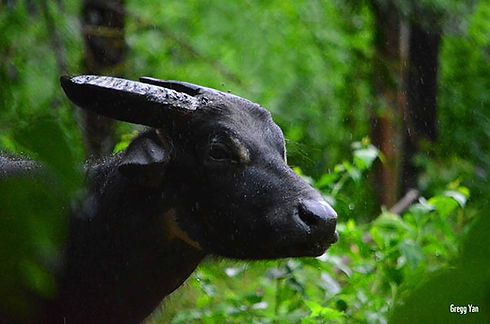 cora-tamaraw-02.jpeg