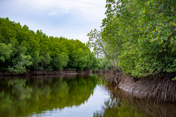 cora-mangroves-02.jpeg
