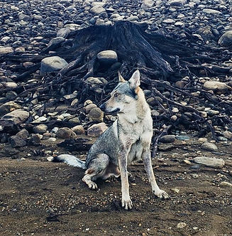wolf, rocky shore, desolate, surreal, dreamlike scene