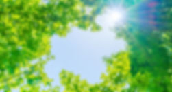 新緑