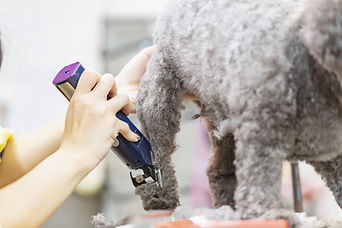 犬の足のトリミングされている様子