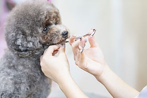 トリミングされている犬