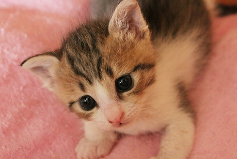 ねこ
