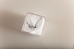 Evocações do INNatural