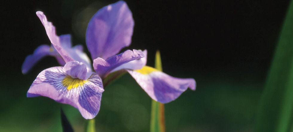 hort-header.jpg