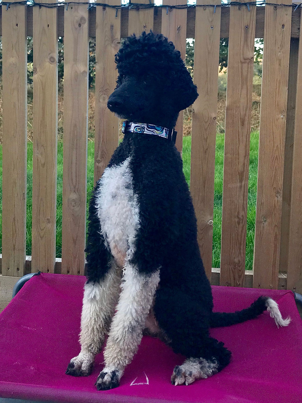 Thumbnail: Handmade Dog Collars - Bright Blue Searose 