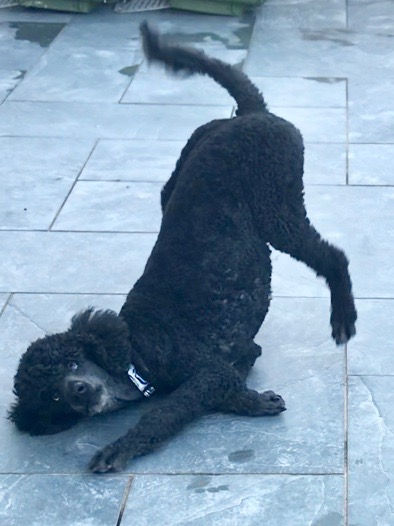 Thumbnail: Handmade Dog Collars - Bright Blue Searose 