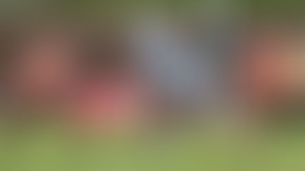 SG Ball Sharks lose to hungry Tigers pack