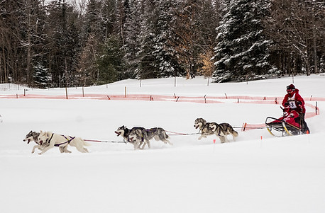 flying 6 dog team echo.jpg