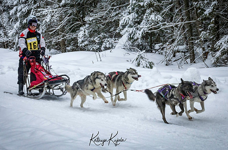 4 dog team Day 1.jpg