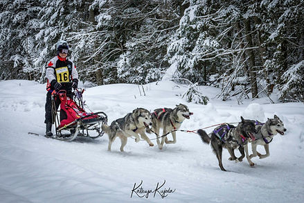 4 dog team Day 1.jpg