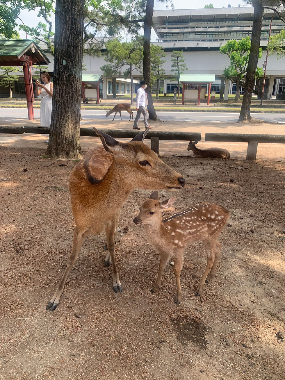 Nara Park- free roaming deer!