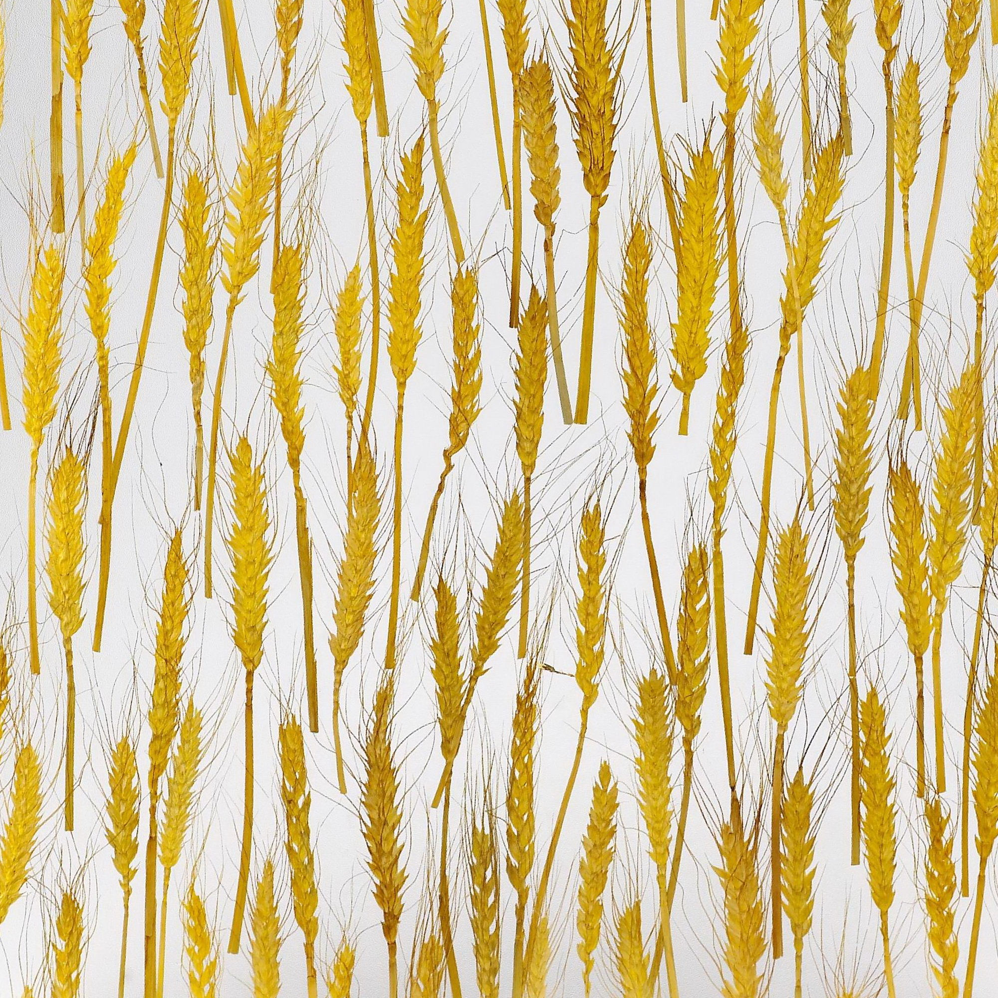 SF1031
Golden Wheat SS