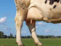 Misiones: Delincuentes faenan la única vaca de un hombre que la compró en cuotas