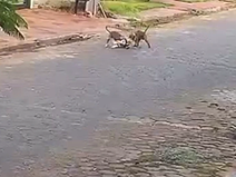Dos pitbulls destrozan a un caniche en Ciudad del Este